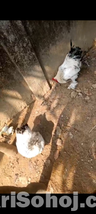 লাইট ব্রাহমার বীজ ডিম